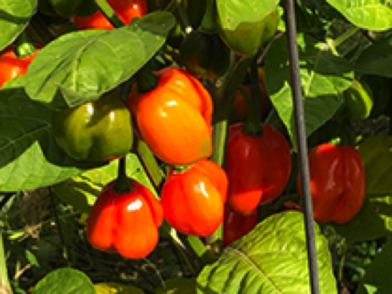 scotch bonnet