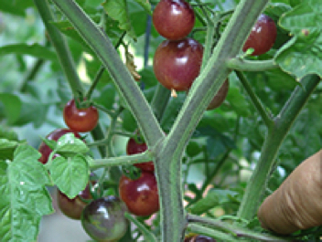 indigo cherry drops