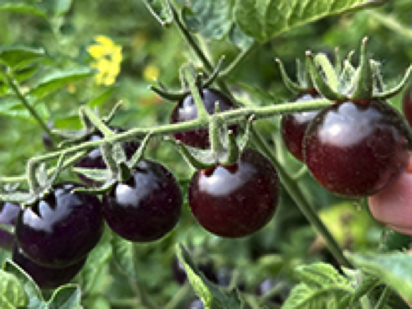 Indigo Blueberries