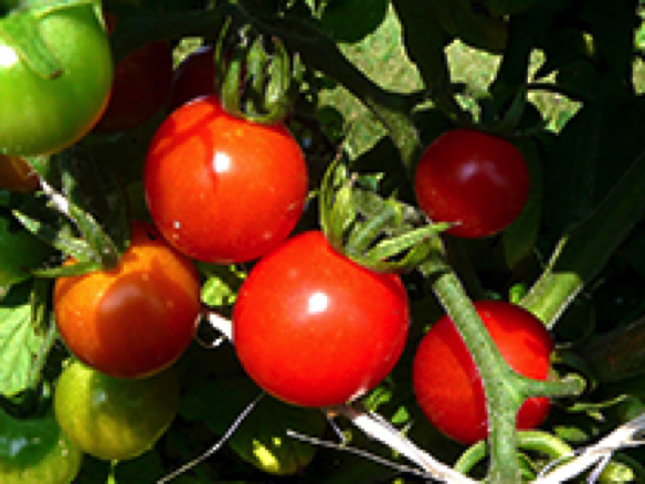 sweetie cherry tomato