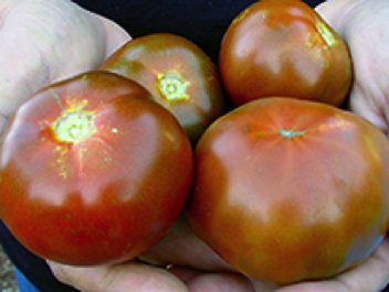 black krim heirloom tomato