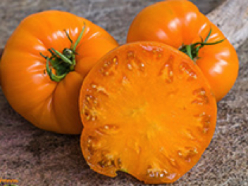 persimmon heirloom tomato