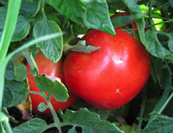 thessaloniki heirloom tomato