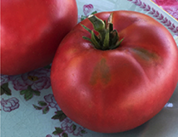 israel heirloom tomato