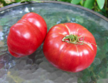 mortgage lifter heirloom tomato