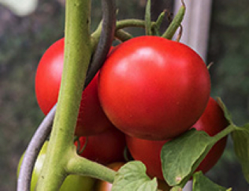 saint pierre heirloom tomato