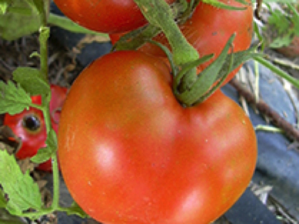 arkansas traveler heirloom tomato