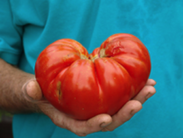 aussie heirloom tomato