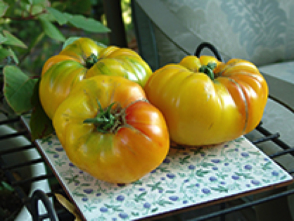 big rainbow heirloom tomato