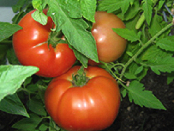 Delicious heirloom tomato