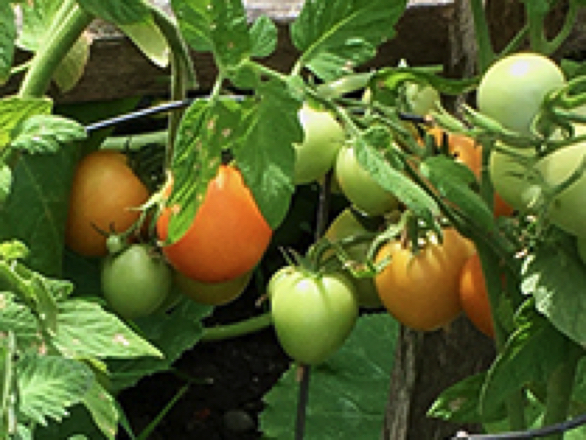 zlatava heirloom tomato