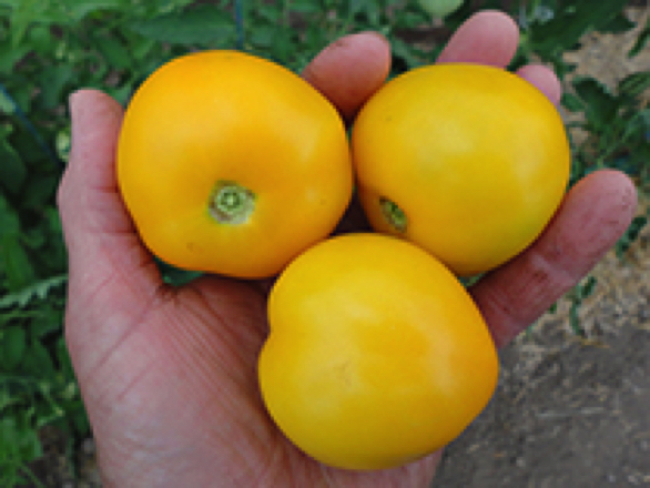 taxi heirloom tomato