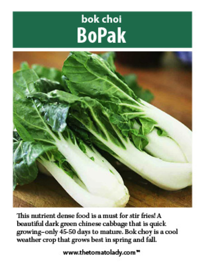 bopak bok choi