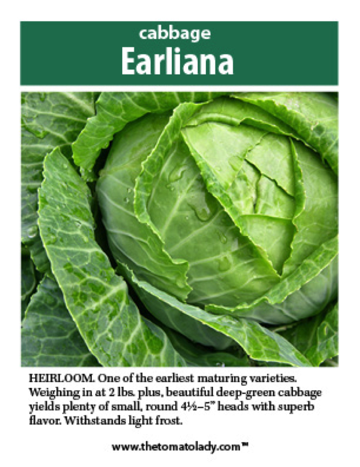 Earliana cabbage