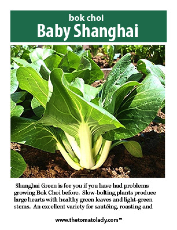 shanghai bok choi